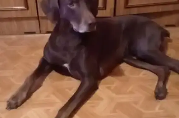 Пропала собака, Измайловский проспект - photo