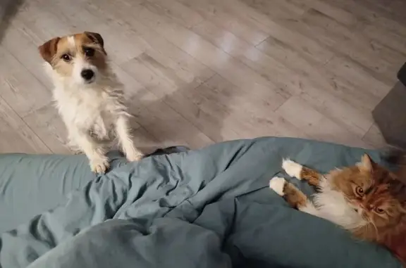 Пропала собака Сэнди, Ясная Поляна 41 - photo