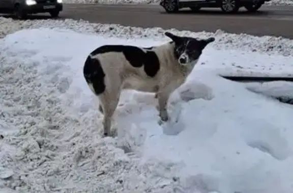Найдена собака, Новоивановское, фото: Собака найдена: Минское ш., с181, Новоивановское