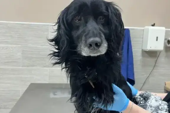 Объявления о пропавших и найденных животных, Болотово, фото: Собака найдена на трассе Р-242, Неволино