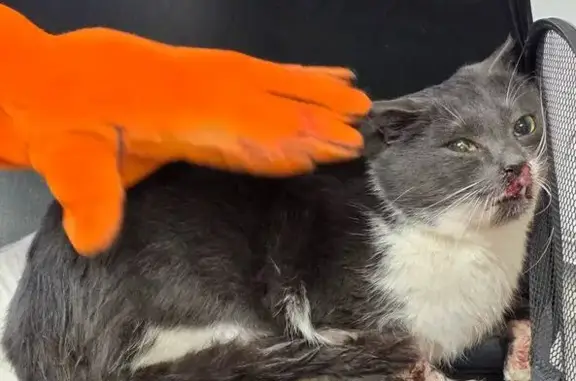 Найдена кошка, Колонтаево, фото: Кошка найдена: ул. Новая Слобода, 23