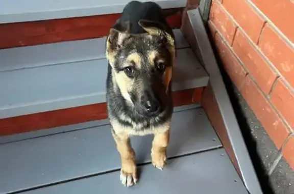 Щенок найден в Самохваловке, Уфа - photo