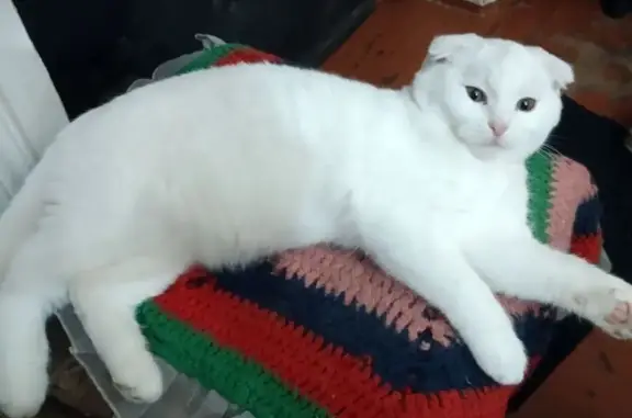 Пропала белая кошка на Аббасова, 8 - photo