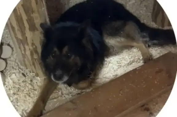 Пропала собака, Молодёжная ул., Полховский - photo