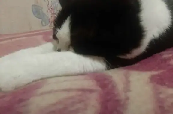 Пропала кошка, ул. Мелиораторов 42, Вологда - photo