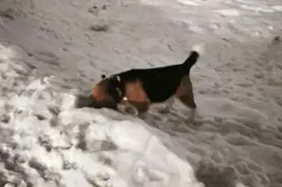 Найдена собака, Челябинск, фото: Найден бигль, ул. Комаровского, Челябинск