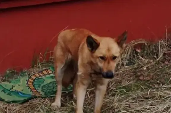 Найдена собака, Воронеж, фото: Собака найдена на Ленинградской, 110А