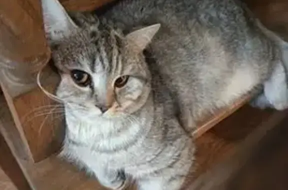 Кошки потеряшки, Рассказово, фото: Потеряшка кот Каспер, ул. Пролетарская, Рассказово