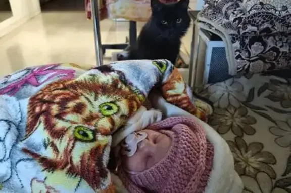 Пропала черная кошка, Современная 3, Киров - photo