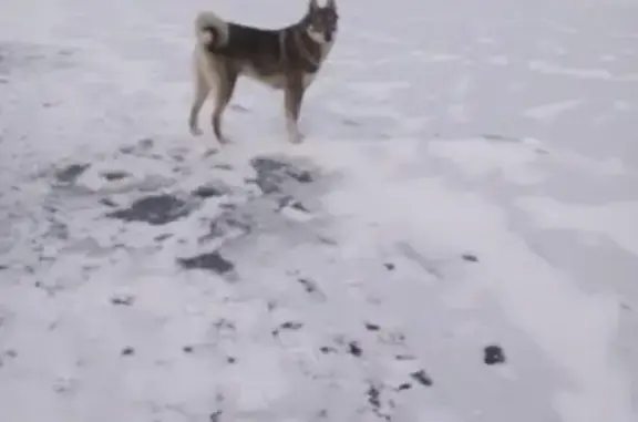 Собаки потеряшки, Лукино, фото: Потеряшка собака, Приозёрная ул., Лукино