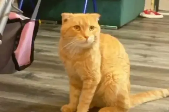 Потерянные животные Томск, фото: Пропал кот, Томск, 4-й Басандайский пер.