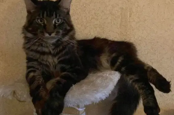 Кошки потеряшки, Лаптево, фото: Потеряшка кошка в Лаптево, МО