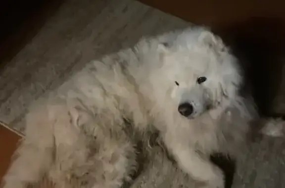 Найдена собака, Глебовский, фото: Самоедская лайка найдена: Дуплёво, МО