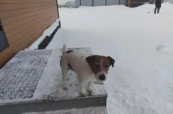 Найдена собака, Иглово-1 Снт, фото: Собака найдена в Иглово, МО