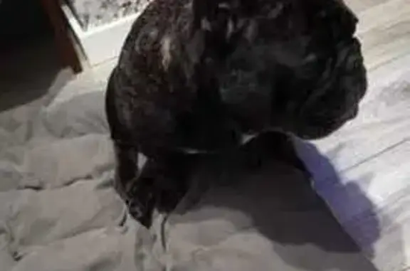 Найдена собака, Краснодар, фото: Французский бульдог найден: ул. Трудовой Славы, 9