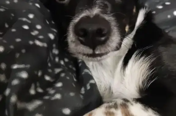 Пропала собака, ул. Энергетиков 5, Мыски - photo