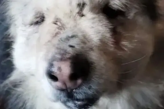 Пропала собака на 5-й Садовой, Кировское - photo