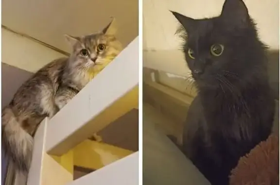 Найдена кошка, Тюмень, фото: Кошки ищут дом, Войновка, Тюмень