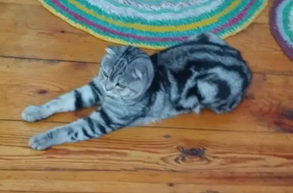 Пропала кошка, Школьная 8, Ишимбай - photo