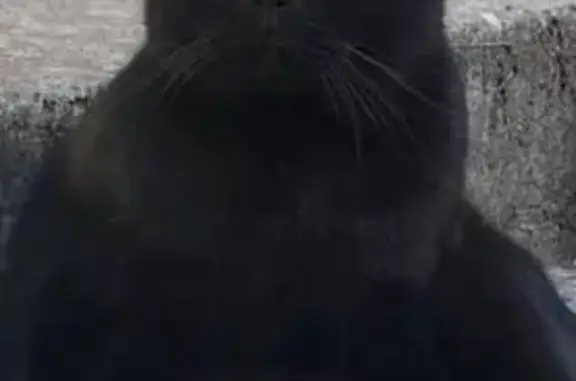 Пропала кошка, Туапсе, Краснодарский край - photo