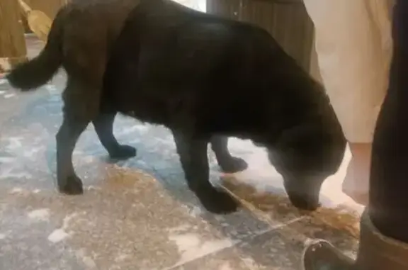 Найдена собака, Мытищи, фото: Лабрадор найден в Мытищах, Октябрьский 6А