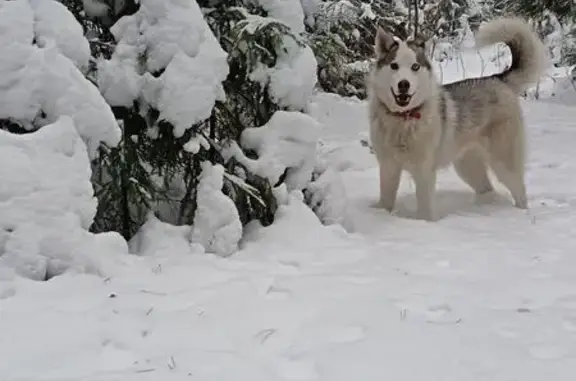 Пропала собака на лыжной трассе, Свердловск - photo