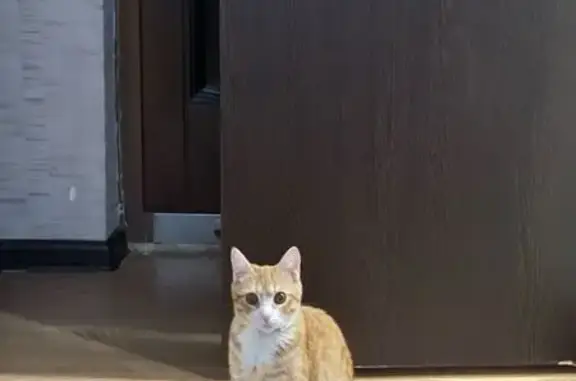 Пропала кошка, ул. Некрасова 59, Вологда - photo