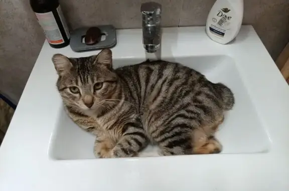 Пропала кошка, 119 Картино - photo