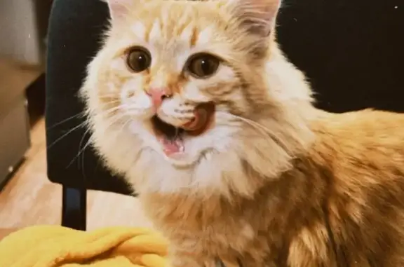 Пропала кошка: Волжский, Комсомольская 1 - photo