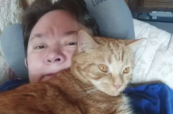 Пропала рыжая кошка, Жуков, 4-я Родниковая - photo