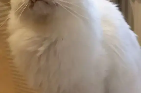 Пропала кошка, Софийская ул. 41 к1 - photo