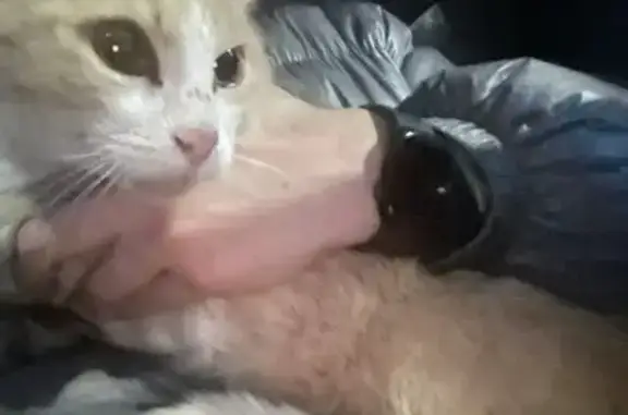 Найдена кошка, Кострома, фото: Кошка найдена на Костромской, Кострома