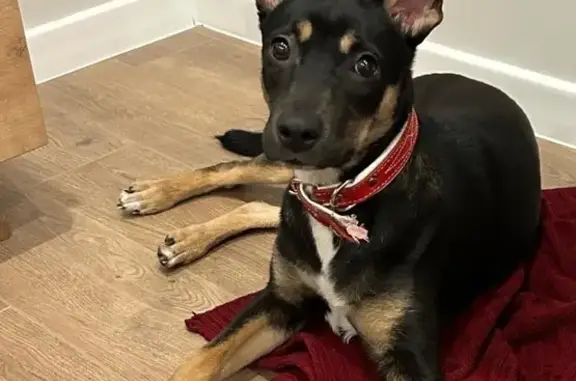 Найдена собака, Новосибирск, фото: Найдена собака, Выборная ул., Новосибирск