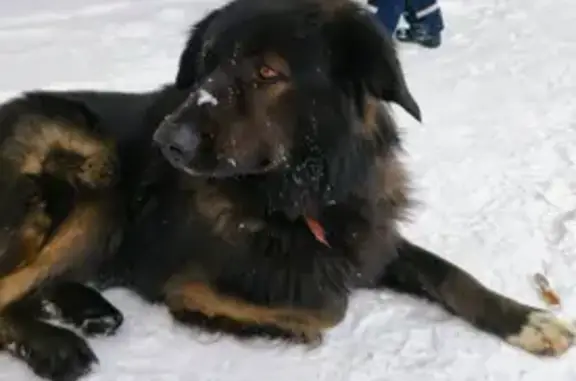 Найдена собака, Москва, фото: Собака в парке Дружба, Фестивальная ул.