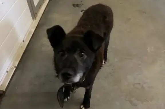 Объявления о пропавших и найденных животных, Новоалександровское, фото: Найдена собака, Новоалександровское СП