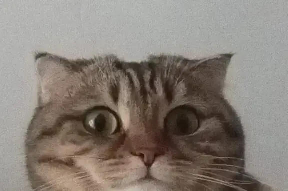 Пропала кошка, Новочерёмушкинская 40 к1 - photo