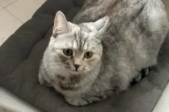 Пропала кошка, ул. Фрунзе 104, Батайск - photo