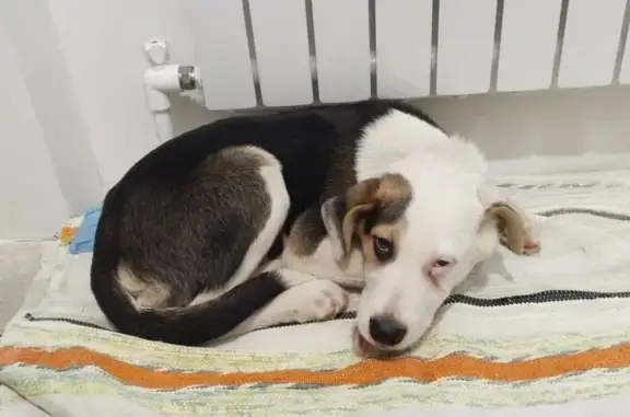 Объявления о пропавших и найденных животных, Рузаевка, фото: Собака найдена: Беднодемьяновская 62, Рузаевка