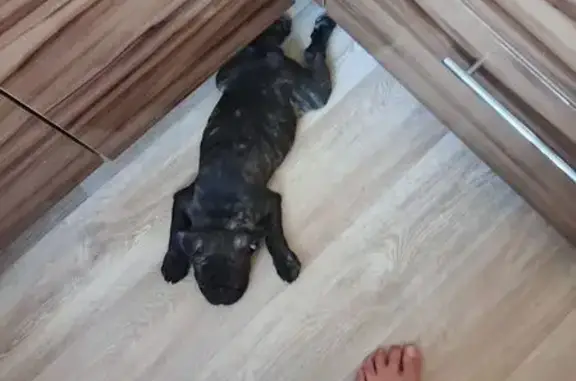 Пропала собака, Ключевская 17, Улан-Удэ - photo