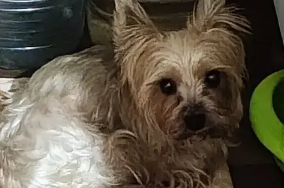 Объявления о пропавших и найденных животных, Таганрог, фото: Йорк найден у старого вокзала, Таганрог