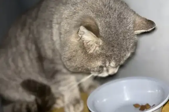 Пропала кошка, ул. Дзержинского 12, Белгород - photo