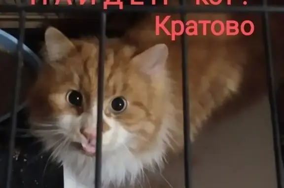 Найдена кошка, Кратово, фото: Кошка найдена: ул. Лазо, Кратово