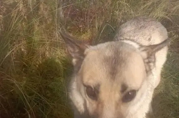 Пропала собака, ул. Мира 11, Красновишерск - photo