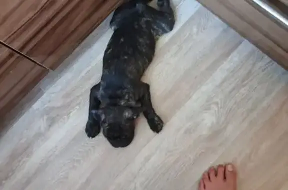 Пропал щенок Бакс, Трубачеева, 17, У-Удэ - photo