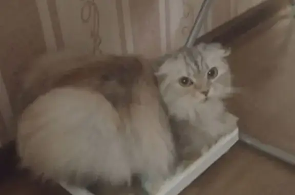 Пропала кошка в Варне, Челябинская обл. - photo