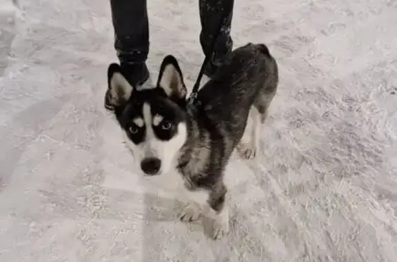 Найдена собака, Екатеринбург, фото: Щенок найден: Щербакова 150/2, Екатеринбург
