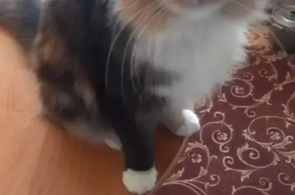 Пропала кошка в Хвойный — Новое, Красносельское - photo