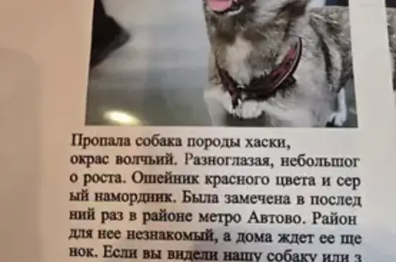 Пропала хаски у метро Автово, пр. Стачек, 90 - photo