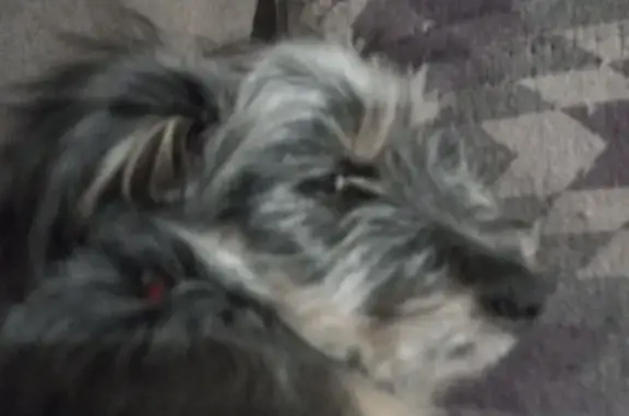 Пропала собака, Октябрьская ул. 1, Каневская - photo