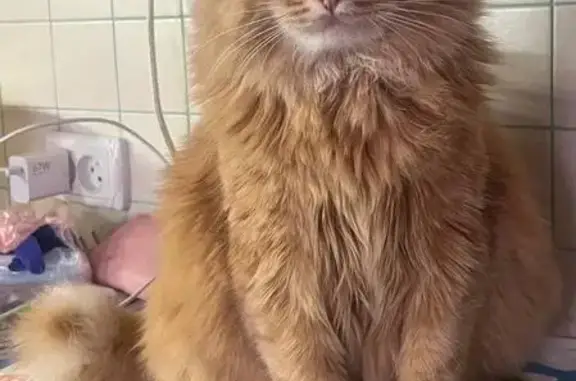 Пропала рыжая кошка, Воронежская обл. - photo